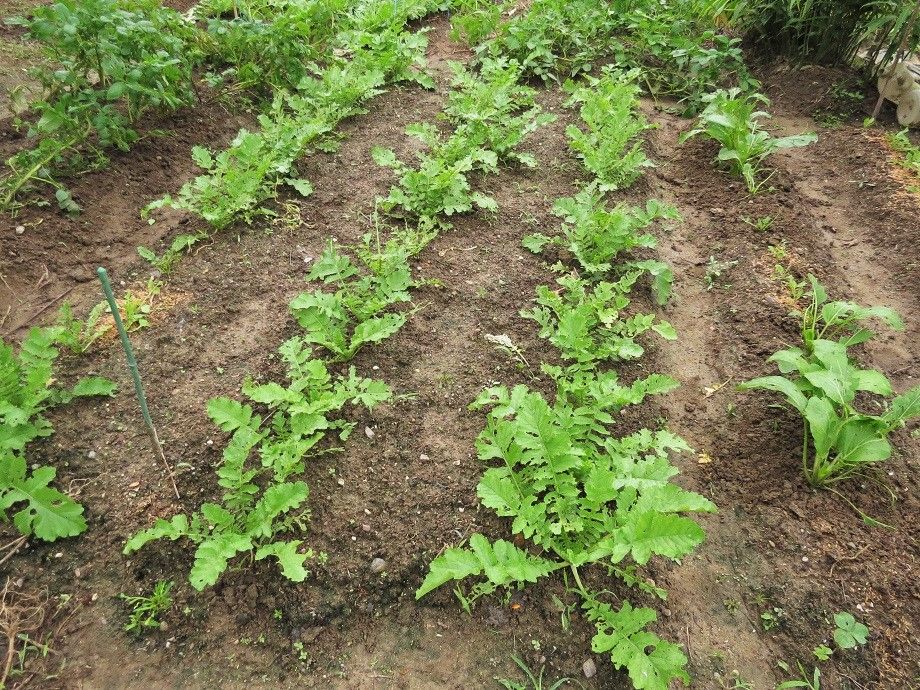 朝焼けを眺め 野菜の虫取り 白菜 ブロッコリー 大根の様子 野鳥 カワセミ君 ジョビコちゃん モズ 大分金太郎の花鳥蝶月 楽天ブログ