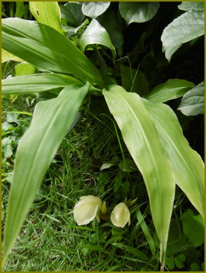 茗荷の花あえかな黄色葉が守る 花の歳時記 天南星の魅力 山野草 楽天ブログ