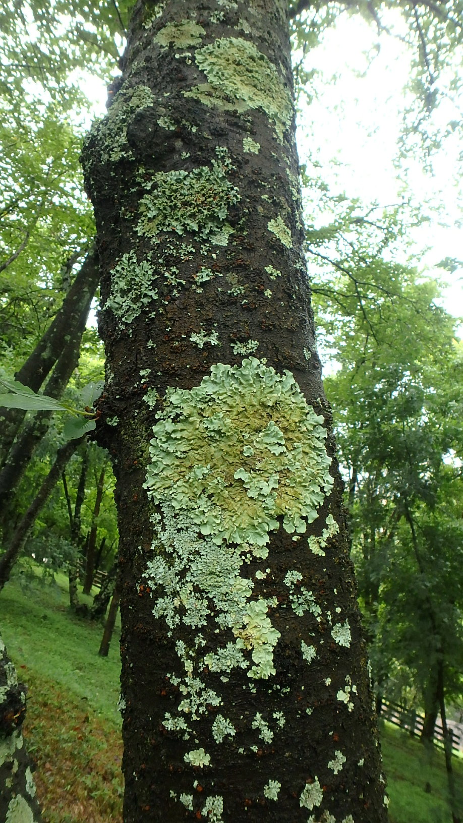 桜の幹の苔を楽しむ 楽天版じぶん更新日記 楽天ブログ