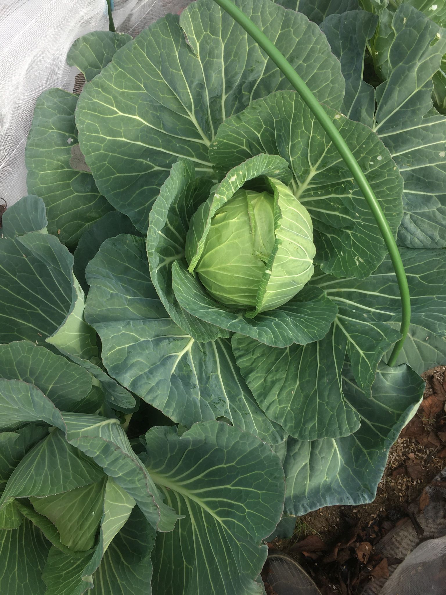 二児のパパの家庭菜園と趣味の日記