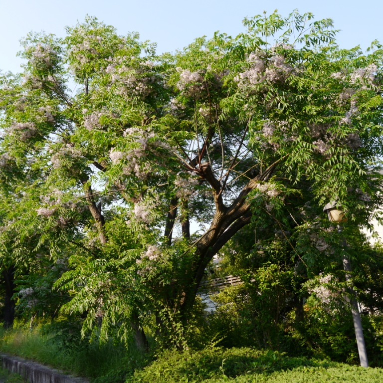 散歩 草花記 センダン 栴檀 ワルディーの京都案内 楽天ブログ