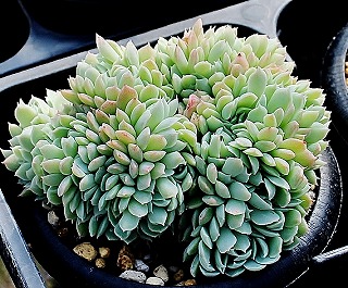 多肉植物　エケベリア　Majesta マジェスタ綴化 多肉植物 エケベリア Majesta マジェスタ綴化 多肉植物