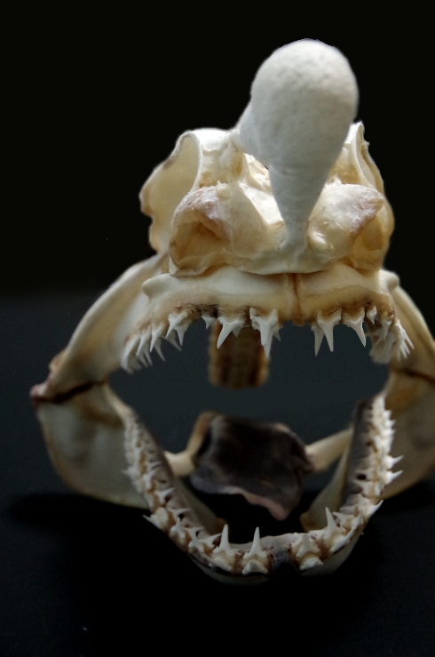 カグラザメ 頭骨 深海ザメの頭を骨だけにして標本にした結果・・・【エドアブラザメ