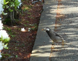 帰る鳥近郊暮らしどうでした 写真俳句 Ryo 楽天ブログ