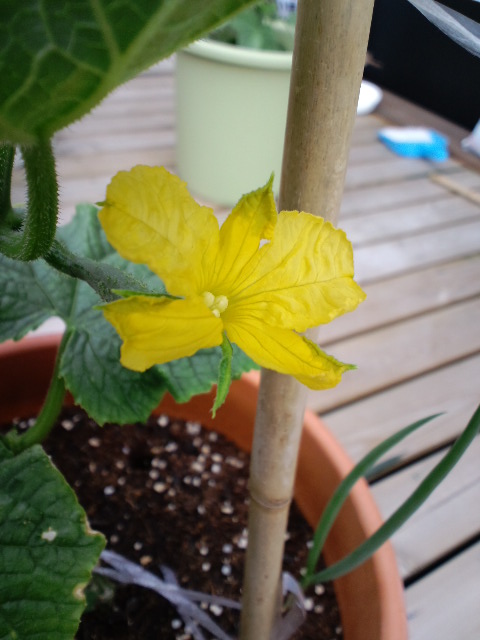 きゅうりの花と 葉ねぎの間引き えざと農園 北海道の家庭菜園 楽天ブログ