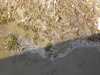DSCN7530.jpg
