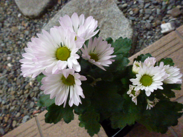 風車菊 ３種類 エクセレントマム ピコ よく咲くスミレ ２種類 小菊 写真あり 私の好きな花 楽天ブログ