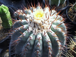 黒王丸の花 | ☆ガマンマの ニク・サボ栽培☆ - 楽天ブログ