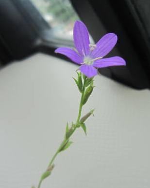 IMG_7198.JPG