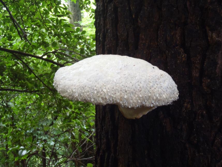 ツガノサルノコシカケ 三段 ツガノサルノコシカケ 三段