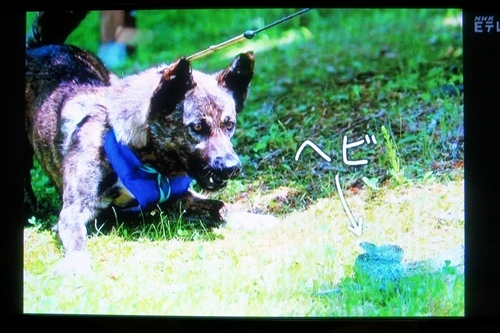 0655 Nhk Eテレ わたし 犬 いぬ に出演したドロちゃんに会いに十勝の鹿追へ 空と猫と 海と犬と 風と馬と 楽天ブログ