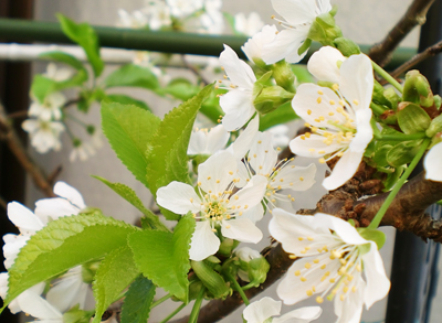 さくらんぼの花が咲きました（ナポレオン・佐藤錦・高砂） | 趣味は 