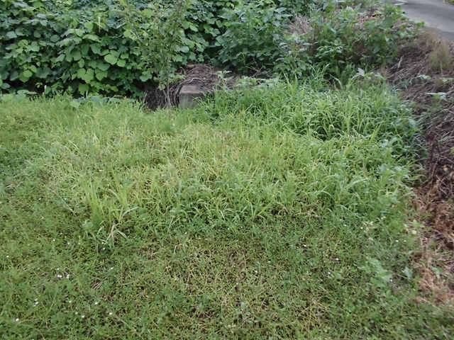 イネ科雑草用除草剤とクラピア 「ロードデンドロン」～深山の貴婦人 楽天ブログ