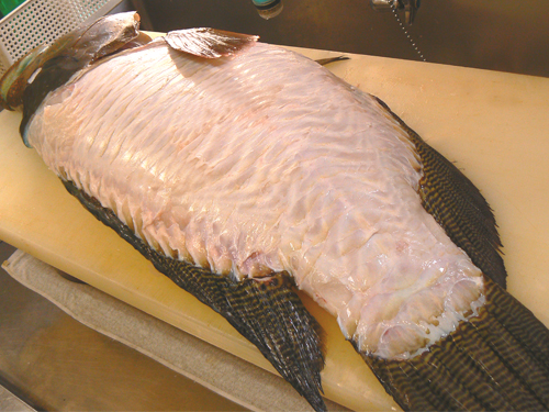 ナポレオンフィッシュは眼鏡持ちの魚です 宅配寿司 黒酢の寿司京山のブログ 楽天ブログ
