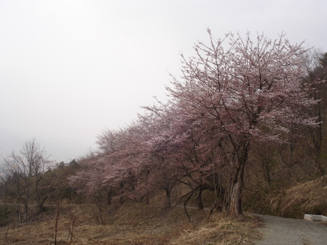 桜