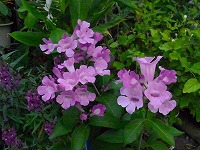１０月５日の誕生花 ガーリックバインの花言葉 ありのままの私を見て 紫の濃淡色の 個性的 なニンニクカズラ 大蒜葛 の花 弥生おばさんのガーデニングノート 花と緑の365日 楽天ブログ