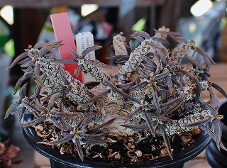 塊根花キリンの仲間とデカリーの繁殖 | ☆ガマンマの ニク・サボ栽培☆ - 楽天ブログ