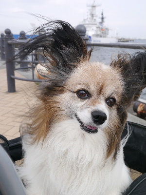 2012横浜1-10.JPG