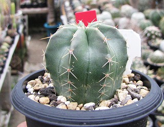 エキノケレウス・青花蝦交配種 | ☆ガマンマの ニク・サボ栽培