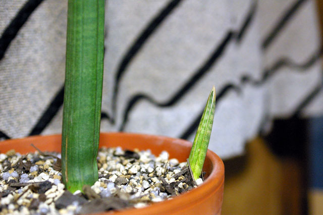 参議院 サンスベリア スタッキー(本物)①97㎝ sansevieria stuckyi 