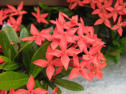 沖縄は赤い花が一番かな おとっつぁん いろいろやっちょります 楽天ブログ