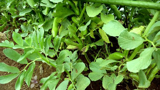 soramame