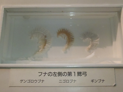 大阪市立自然史博物館2014年10月下旬:ラブカやハネバコダイ