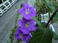 特級呪物】星花の冠（せいかのかん）花咲く指輪 愛され・人間運