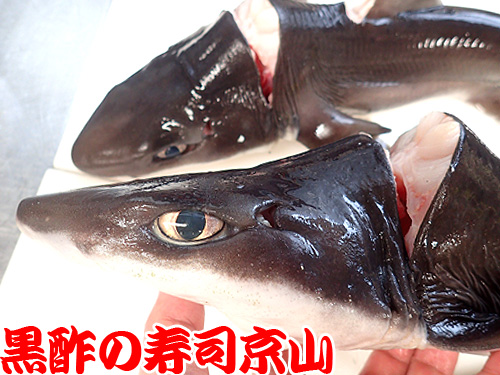 フトツノザメ 深海魚