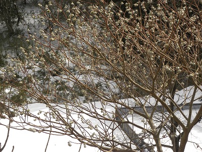 DSCN7379.jpg