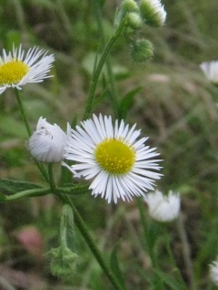 2010_0609_170351-IMG_8953.jpg
