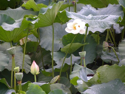 DSCN9208.jpg