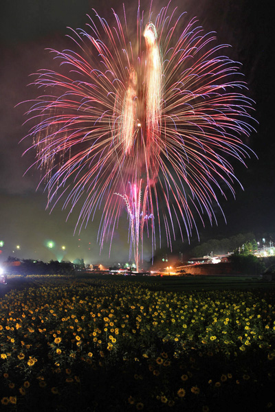 ひまわり畑と花火 吉和夏祭りにて | くり坊のひとりごと（blog版 