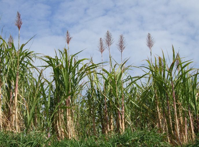 イネ科植物は人類にとって欠かせない存在 歌 と こころ と 心 の さんぽ 楽天ブログ