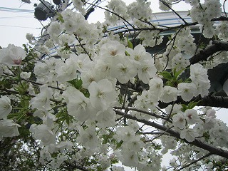 IMG_6184.jpg