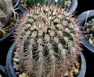 BRUTUS掲載植物 コピアポア ラウイ 黒肌白棘の珍しいサボテン