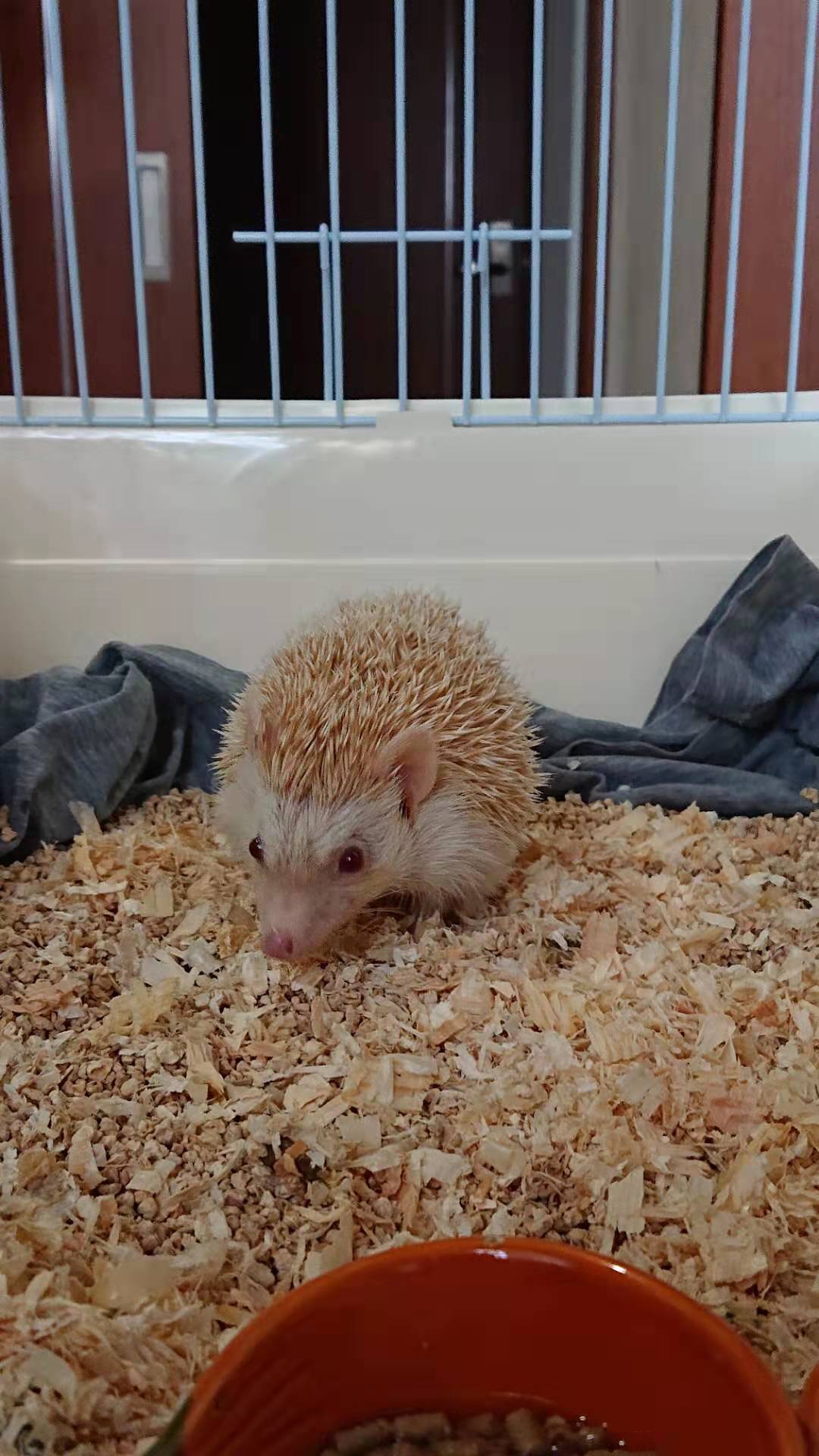 ハリネズミ飼い始めました