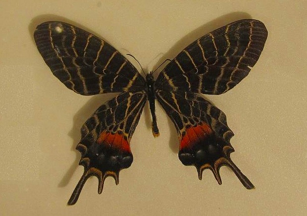 蝶々標本 bhutanitis thaidina(シボリアゲハ) 中国 国内外の人気