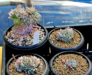 多肉植物　エケベリア　Majesta マジェスタ綴化 多肉植物 エケベリア Majesta マジェスタ綴化