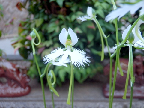 サギソウの綺麗な花を思い浮かべながら行った植え替えについて 考えてみました 三田のいのしし 見て歩き日記 楽天ブログ