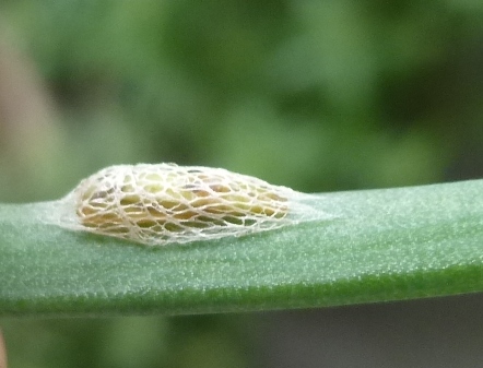 ネギにつく害虫の繭がっ 注意 画像あり ま えっか ですむ毎日 楽天ブログ