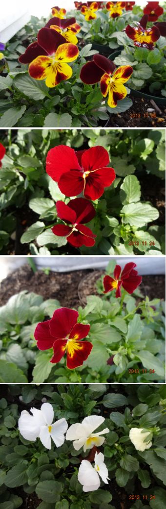 実生ビオラ パンジーの開花 花食う虫はどんな虫 小さな花宇宙 そして それから 老いふたりの小宇宙 楽天ブログ