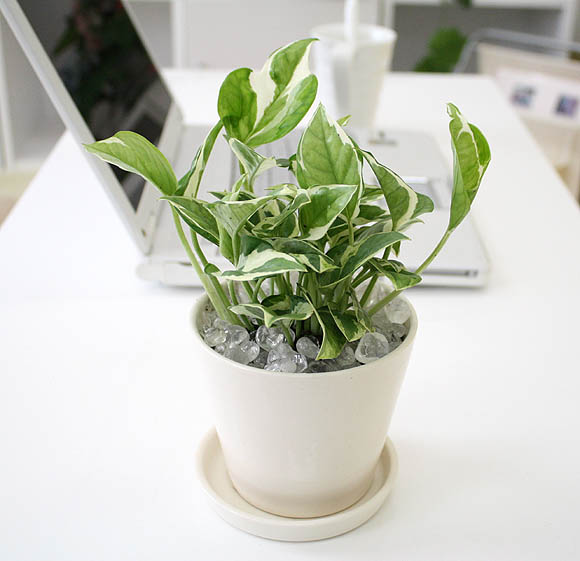 観葉植物 ポトス は運気を上げる 簡単育てやすい ストレス忘れのおしゃれで便利な快適生活 楽天ブログ