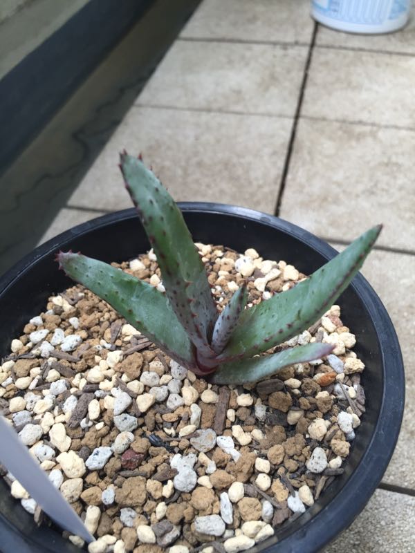 Aloe Capitata var. angavoana | Aloe日記 - 楽天ブログ