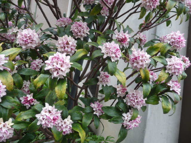 沈丁花 赤と白花 キングプロテア リューカデンドロン 写真あり 私の好きな花 楽天ブログ