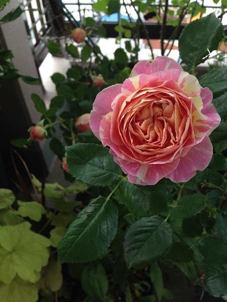 クロード モネ 薔薇の咲く庭より 楽天ブログ