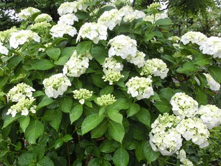 紫陽花いろいろ。そして冬咲き紫陽花の今 | 静かな時が流れる｢風の庭