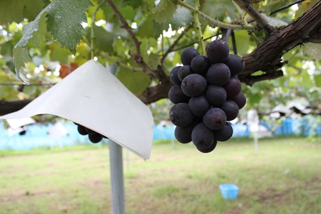 紫玉 はまなし生産 横浜石井果樹園 楽天ブログ