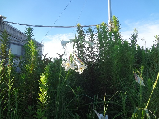 ユリの花が咲いている.jpg