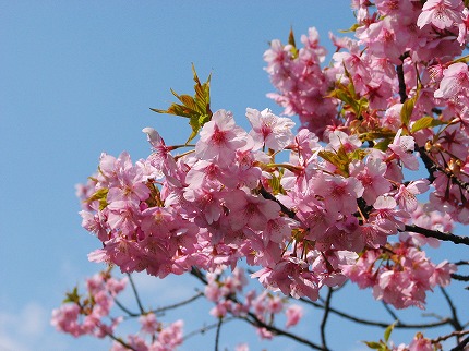 早咲き遅咲き 花も色々 ないものねだり 楽天ブログ